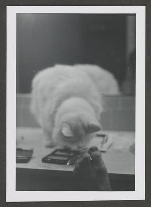 [Photograph of a cat on a counter top]