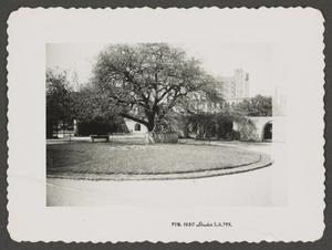 [Alamo garden]