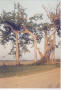Thumbnail image of item number 1 in: 'Photograph of banyan trees'.