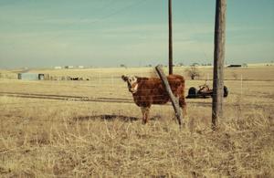 [Cow in a field]
