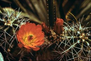 [Red cactus flower]