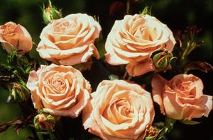 [Group of light orange roses]