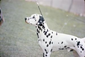 [Dalmatian dog, 2]
