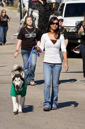 [Husky walking in Homecoming Parade, 2007]