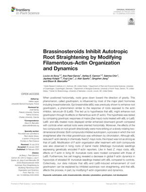 Brassinosteroids Inhibit Autotropic Root Straightening by Modifying Filamentous-Actin Organization and Dynamics