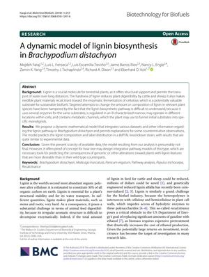 A dynamic model of lignin biosynthesis in Brachypodium distachyon