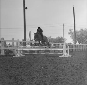 Primary view of object titled '[Lee's Page Boy competing at Latigo Farms, 2]'.