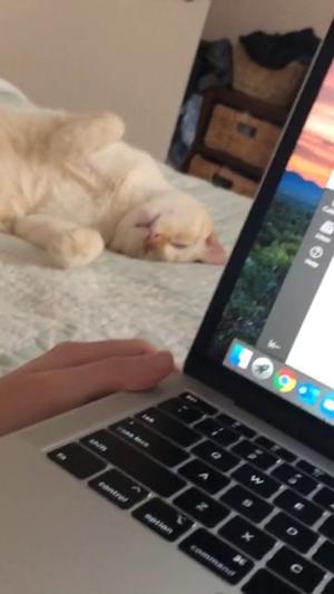 [Laptop computer and sleeping cat]