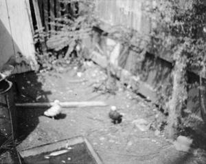 Primary view of object titled '[Photograph of two birds on the ground]'.