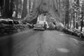 Photograph: [Photograph of an automobile driving through a tree]