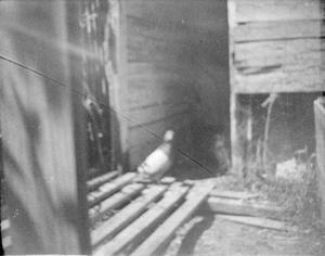 [Photograph of a pigeon outdoors]