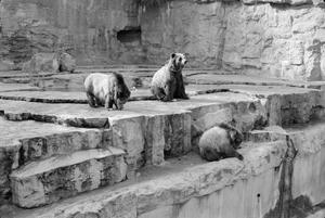 [Three bears in an enclosure at the zoo]