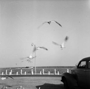 [Seagulls and an automobile on the beach]