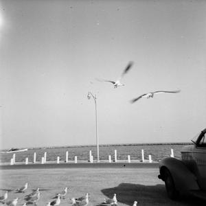 [Seagulls and an automobile on the beach, 2]