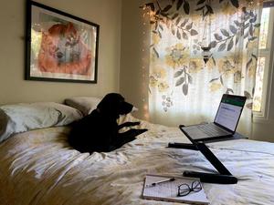 [Sarah Allsup's dog and work from home space]