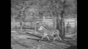 [News Clip: Zebra Is New At Fort Worth Zoo]