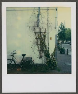[Bicycle and a wall with a plant growing upwards]
