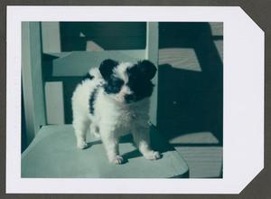 [Black and white puppy]