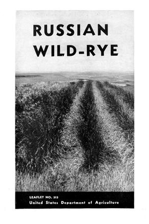 Russian Wild-Rye.