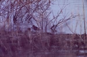 Primary view of object titled '[A bird at the water's edge]'.
