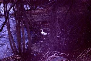 [Lone duck by river bank]