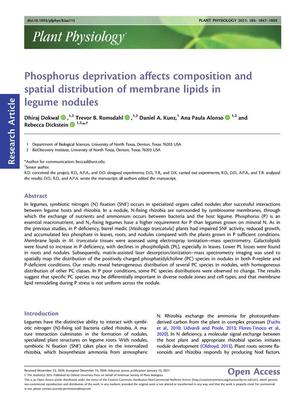 Phosphorus deprivation affects composition and spatial distribution of membrane lipids in legume nodules