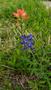 Photograph: [Indian paintbrush and bluebonnet flowers]