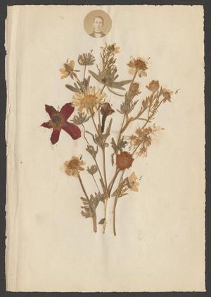 [Photograph of pressed flowers on cardstock]