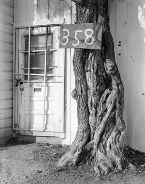 [A sign that reads "358" on a tree in front of a building]