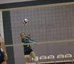 Primary view of [Sarah Willey bumps volleyball during UTA match]