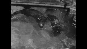 [News Clip: Playful otters in new zoo home]
