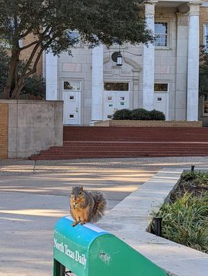 [Campus squirrel at the UNT Hurley Administration Building]