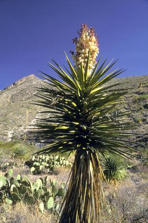 [Flowering yucca in El Paso, Texas]