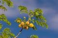 Photograph: [Goldenball leadtree in El Paso, Texas]