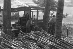 [Hulen Wilcox and other laborers loading the press with sugarcane]