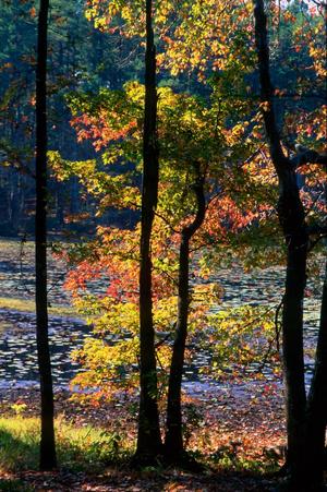 [Trees next to the Daingerfield State Park lake]