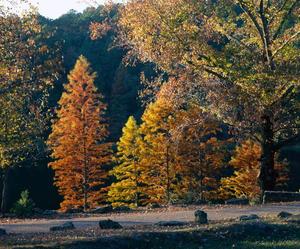 [Trees on the roadside during autumn season in Daingerfield State Park, 3]