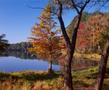 Primary view of [Trees at the edge of Daingerfield State Park lake]