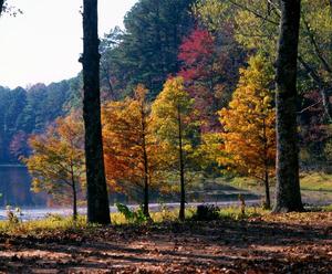 [Trees on the edge of Daingerfield State Park lake, 2]