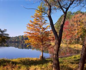 [Trees at the edge of Daingerfield State Park lake, 2]
