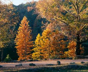 [Trees on the roadside during autumn season in Daingerfield State Park, 4]