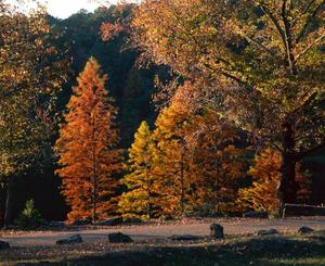 [Trees on the roadside during autumn season in Daingerfield State Park, 6]