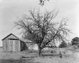 Photograph: [Tree and old collapsing barn]