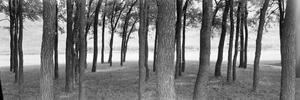 [Panoramic of tree trunks at Benbrook]