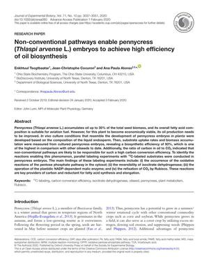 Non-conventional pathways enable pennycress (Thlaspi arvense L.) embryos to achieve high efficiency of oil biosynthesis
