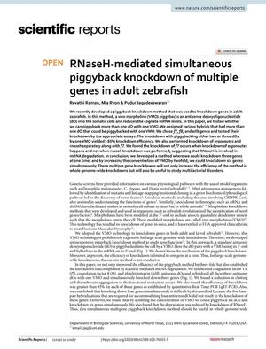 RNaseH-mediated simultaneous piggyback knockdown of multiple genes in adult zebrafish