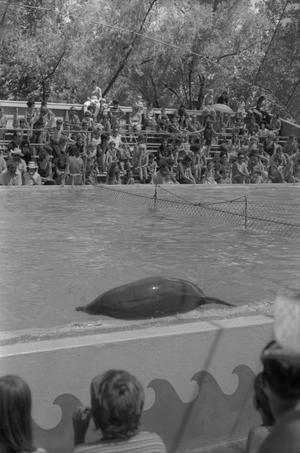 [Dolphin show at Six Flags Over Texas in Arlington, 1]