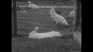 [News Clip: Rabbits]