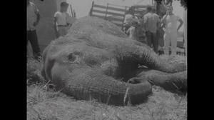[News Clip: Elephant dies in crash]