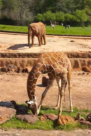 [Giraffe eating in zoo]